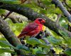 a male cardinal