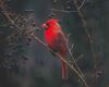 a red cardinal bird