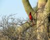 a cardinal bird in arizona state