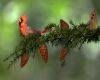 cardinal birds on branches perched