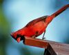 a male cardinal bird