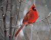 a cardinal on a twig