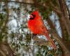 a northern cardinal bird