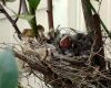 northern cardinal brood