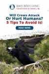 Will Crows Attack or Hurt Humans? 5 Tips to Avoid It! Thumbnail