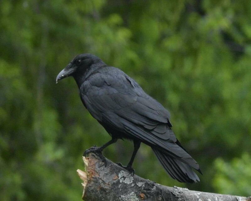 Will Crows Attack or Hurt Humans? 5 Tips to Avoid It!