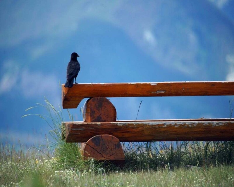Are Crows Good or Bad Luck? Cultural Myths & Superstitions