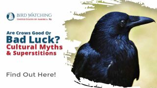 Are Crows Good or Bad Luck? Cultural Myths & Superstitions