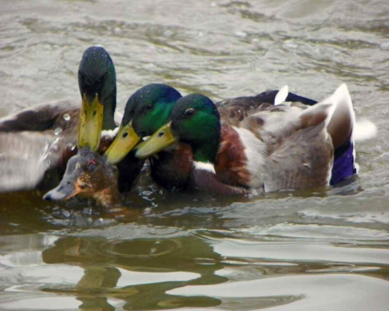 Are Ducks Aggressive or Territorial? Will They Bite You?
