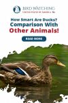 How smart are Ducks? Comparison with other animals! Thumbnail
