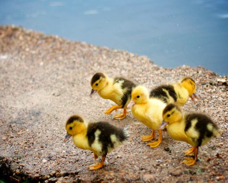 How smart are Ducks? Comparison with other animals!