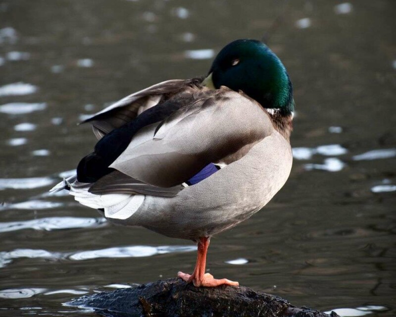 How smart are Ducks? Comparison with other animals!