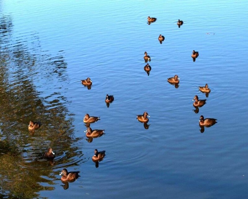 How smart are Ducks? Comparison with other animals!