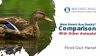 How smart are Ducks? Comparison with other animals! Thumbnail