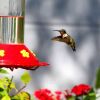 a hummingbird slightly distant from a red feeder