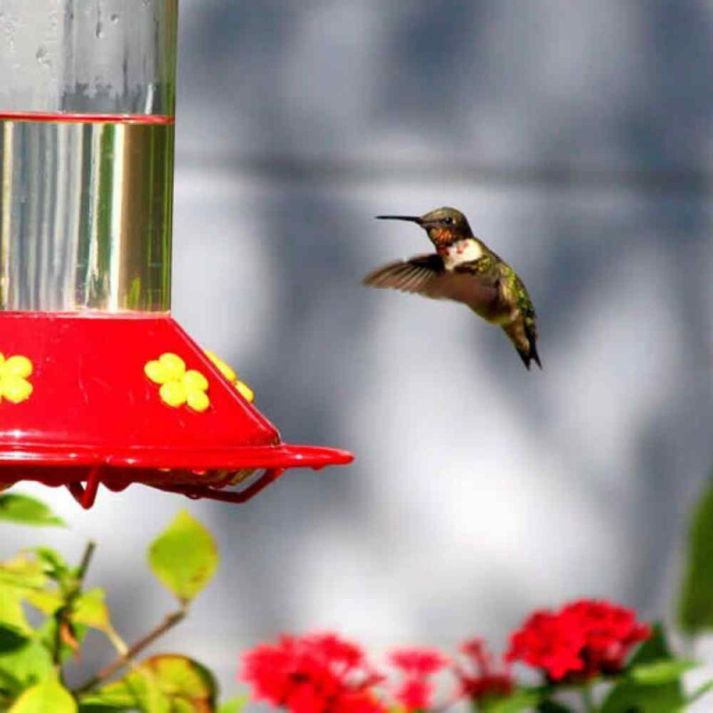 Are Hummingbird Feeders Bad for Hummingbirds? Find Out Fascinating Facts