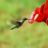 a hummingbird feeding
