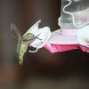 a hummingbird feeding on a white feeder