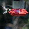 a hummingbird flapping wings while feeding
