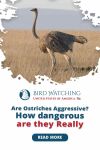Are Ostriches Aggressive? How Dangerous Are They Really? Thumbnail