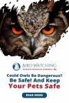 Could Owls Be Dangerous? Be Safe! And Keep Your Pets Safe Thumbnail