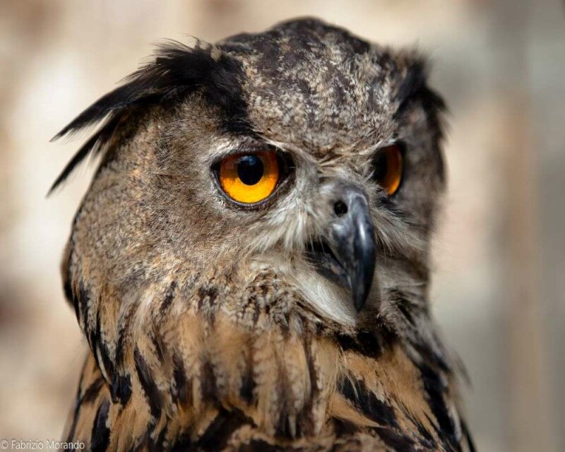 Could Owls Be Dangerous? Be Safe! And Keep Your Pets Safe