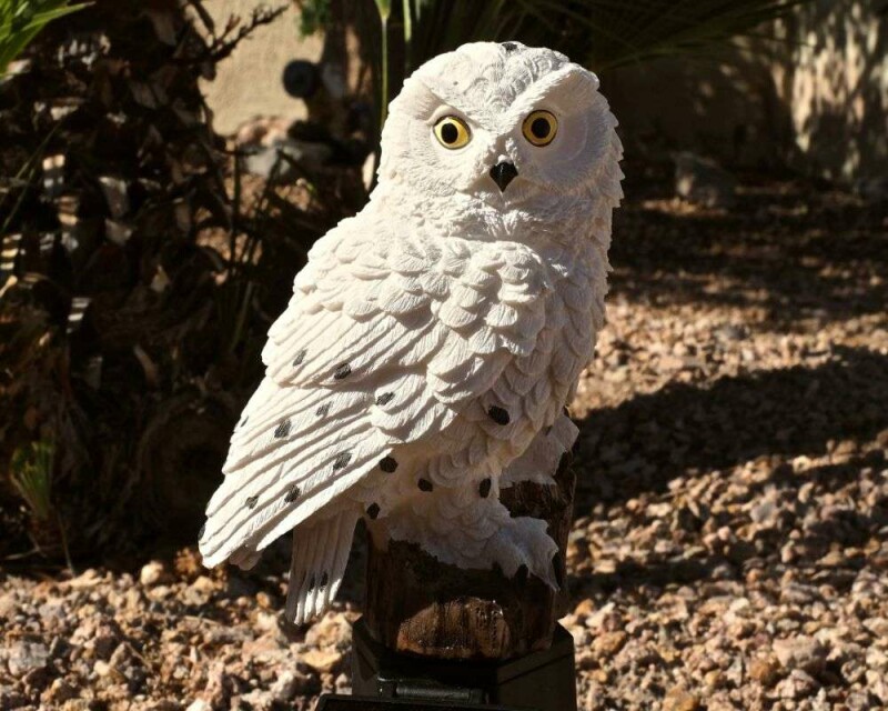 Could Owls Be Dangerous? Be Safe! And Keep Your Pets Safe