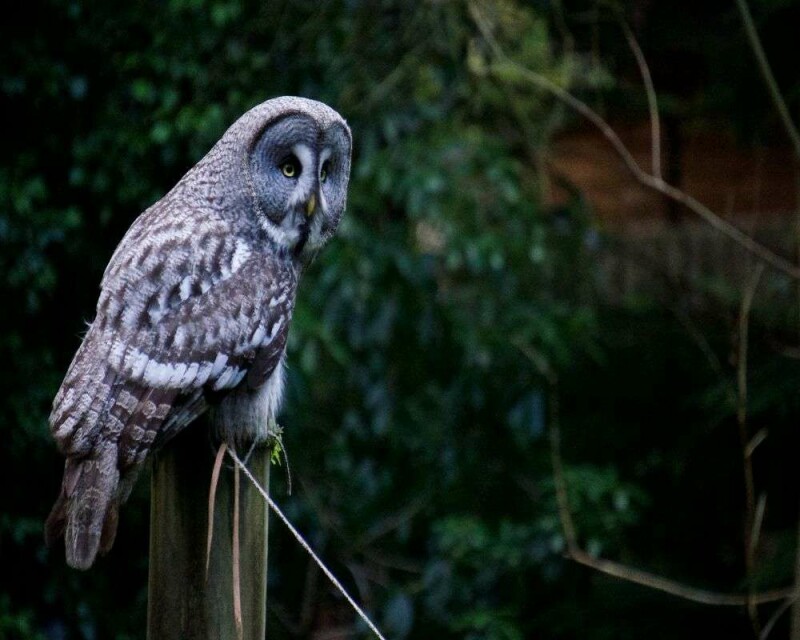 Could Owls Be Dangerous? Be Safe! And Keep Your Pets Safe