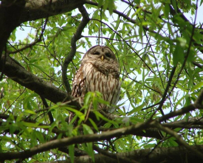 Could Owls Be Dangerous? Be Safe! And Keep Your Pets Safe