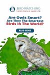 Are Owls Smart? Are They the Smartest Animals in The World? Thumbnail