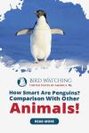 How Smart Are Penguins? Comparison With Other Animals! Thumbnail