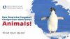 How Smart Are Penguins? Comparison With Other Animals! Thumbnail