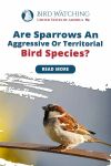 Are Sparrows an Aggressive or Territorial Bird Species? Thumbnail