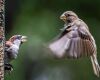 bullying sparrow