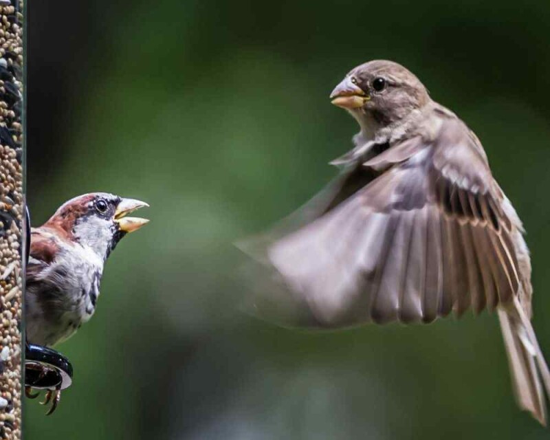 Are Sparrows An Aggressive Or Territorial Bird Species 