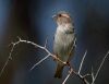 a house sparrow perched