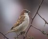 a perched sparrow
