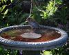 sparrow bird bath