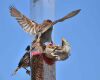 sparrow in flight