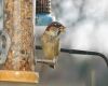 a sparrow on feeder