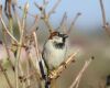 a sparrow on tree branch