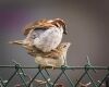 sparrow pair