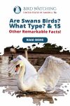 Are Swans Birds? What Type? & 15 other Remarkable Facts! Thumbnail