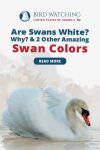 Are Swans White? Why? & 2 Other Amazing Swan Colors Thumbnail
