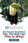 Are Toucans Good Pets? Yes, Yes, And Yes! This Is Why! Thumbnail