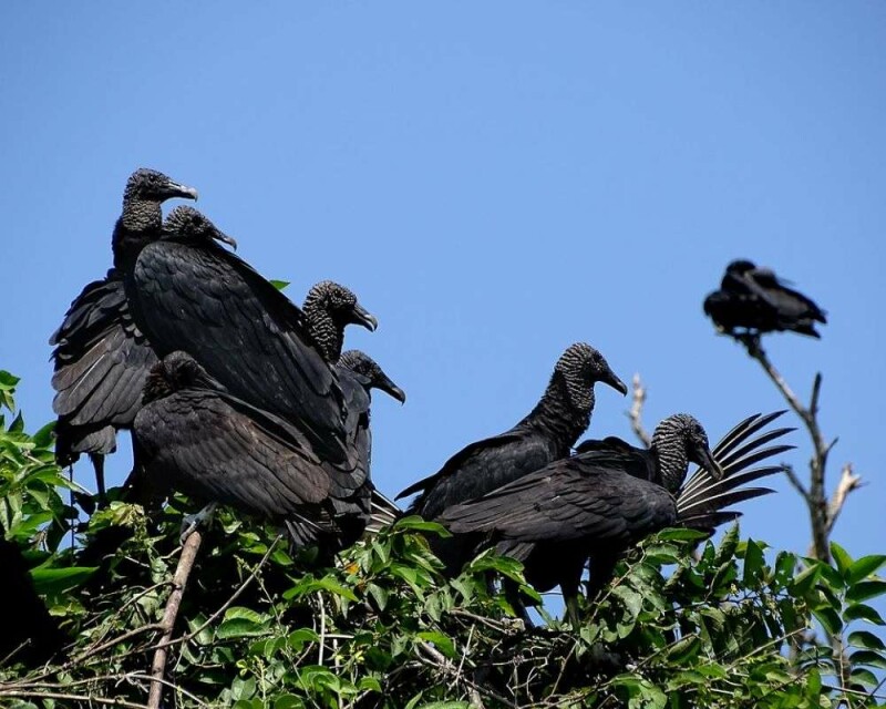 Why Are Vultures Scavengers? Will They Be Good Predators?