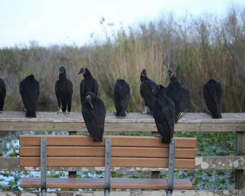 Why Are Vultures Scavengers? Will They Be Good Predators?