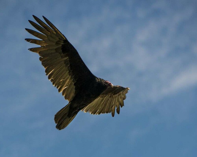 Why Are Vultures Scavengers? Will They Be Good Predators?