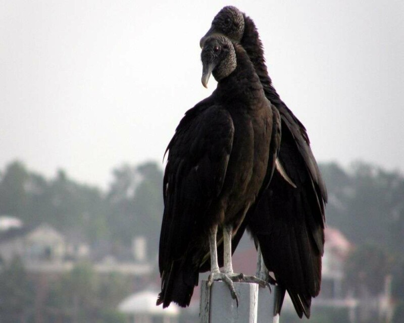 Why Are Vultures Scavengers? Will They Be Good Predators?
