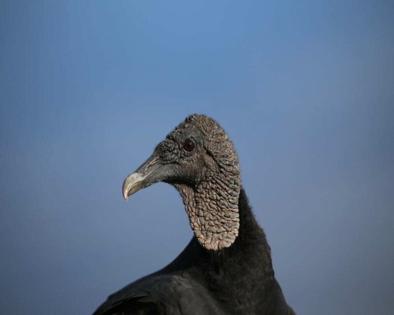 Why Are Vultures Scavengers? Will They Be Good Predators?